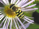 Syrphini eupeodes, (female)