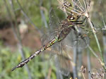 Dragonflies and Damselflies Photo Gallery