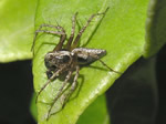 Spiders Photo Gallery