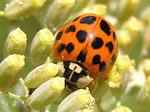 Beetles Photo Gallery