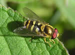 Hover Flies