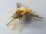 Beefiles