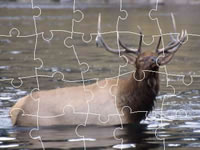 Elk