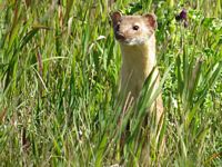 Long-tailed Weasel