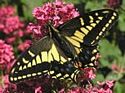 Click to learn about the Anise Swallowtail Butterfly