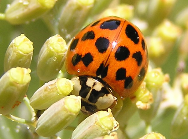 Multicoloured Asian Ladybug Beetle, Harmonia axyridis 