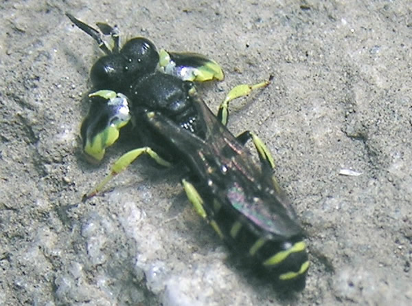 Sphecid Wasp, Crabo latipes