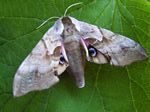 One-eyed Sphinx Moth