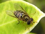 Syrphus Hover fly