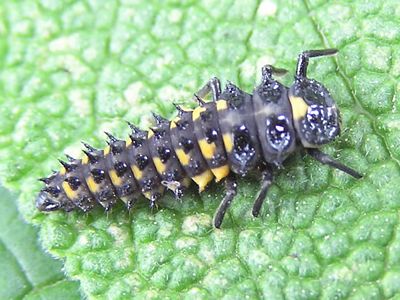 Eye-spotted Lady Beetle, Anatis rathvoni