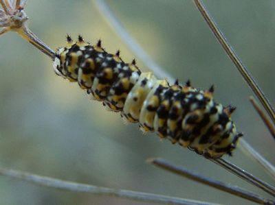 Anise Swallowtail, Papilio zelicaon