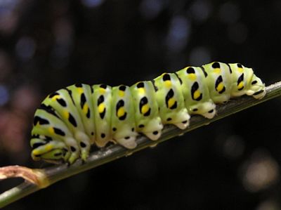Anise Swallowtail, Papilio zelicaon