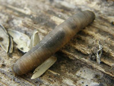 Crane Fly, Tipula valida