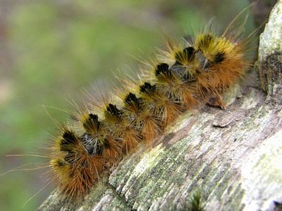 Silver-spotted Tiger Moth, Lophocampa argentata