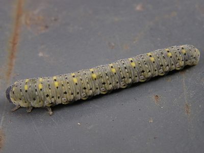 Sawfly, Onycholyda sitkensis