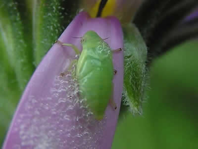 Spittlebug, Philaenus spumarius