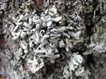 Beaded Bone Lichen, Hypogymnia enteromorpha 