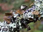 Beaded Bone Lichen, Hypogymnia enteromorpha 