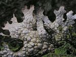 LungworLungwort Lichen, Lobaria pulmonaria