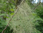 Old Man's Beard Lichen, Usnea longissima