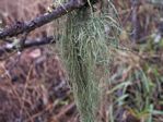 Beard Lichen, Usnea filipendula