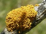 Pincushion Orange Lichen, Xanthoria polycarpa