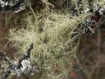 Bushy Cord Lichen, Usnea subfloridana