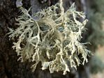 Antlered Perfume Lichen, Evernia prunastri