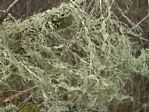 Fishnet Lichen, Ramalina menziesii