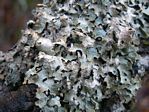 Wax Paper Lichen, Parmelia sulcata