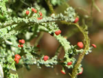 Cup Lichen, Cladonia bellidiflora