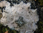 Dimple Lichen, Gyalecta jenensis