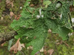 Lettuce Lichen, Lobaria oregana