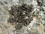 Petalled Rocktripe, Umbilicaria polyphylla