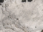 Rock Lichen, Lecanora rupicola