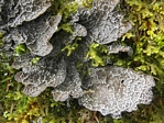 Netted Specklebelly Lichen, Pseudocyphellaria anomala