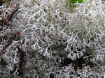Coastal Reindeer Lichen, Cladonia portentosa ssp. pacifica