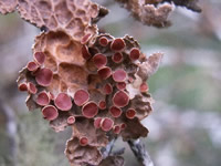A Look at Lichens