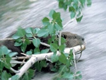 North American Beaver, Castor canadensis