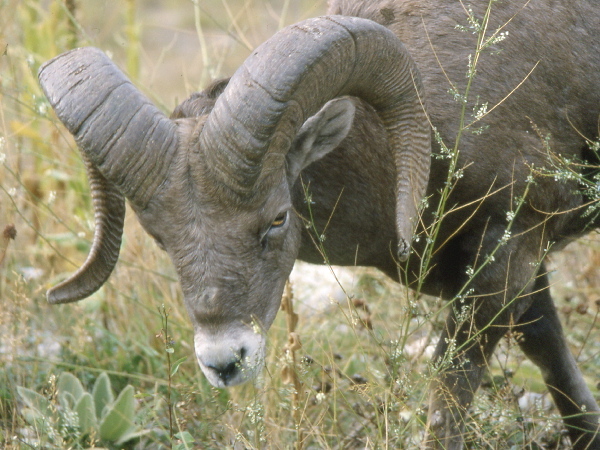 Bighorn Sheep, Ovis canadensis