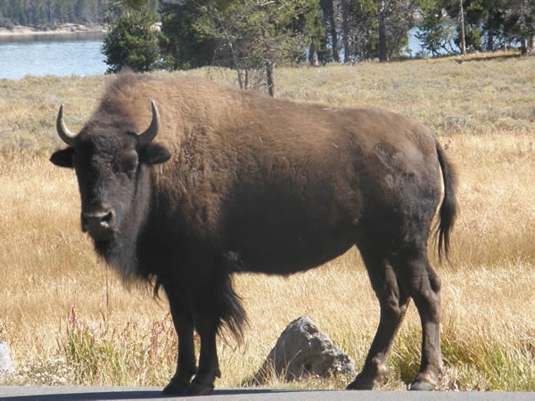American Bison, Bison bison 