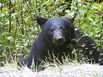 Black Bear, Ursus americanus