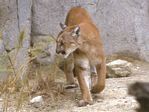 Mountain Lion/Cougar, Puma concolor