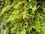 Whipple's Claopodium Moss, Claopodium whippleanum