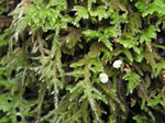 Curly Hypnum Moss, Hypnum subimponens