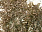 Hanging Millipede, Frullania nisquallensis