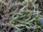 Lanky Moss, Rhytidiadelphus loreus
