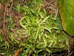 Cotton Moss, Buckellia undulata
