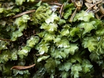 Shining Moss, Hookeria lucens