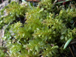 Magnificent Moss, Plagiomnium venustum